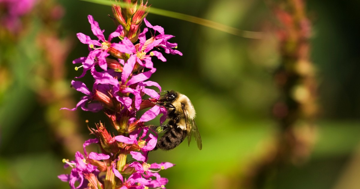 Bienenfreundliche Pflanzen Biodiversität im Garten fördern