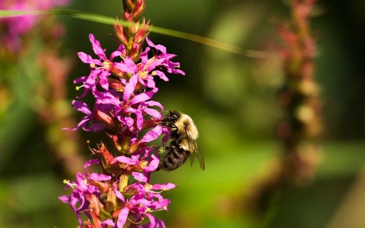 bienenfreundliche blumen 2 myky