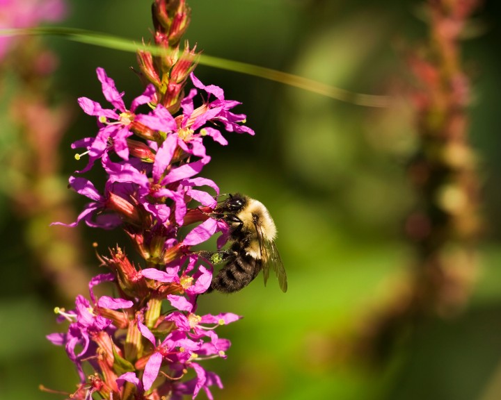 bienenfreundliche blumen 2 myky