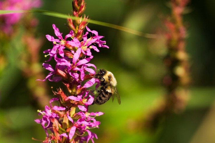 bienenfreundliche blumen 2 myky