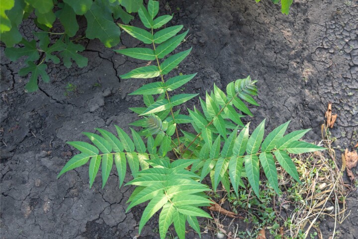 Arbre aux dieux