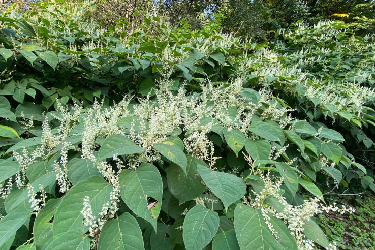 japanischer staudenknoeterich myky