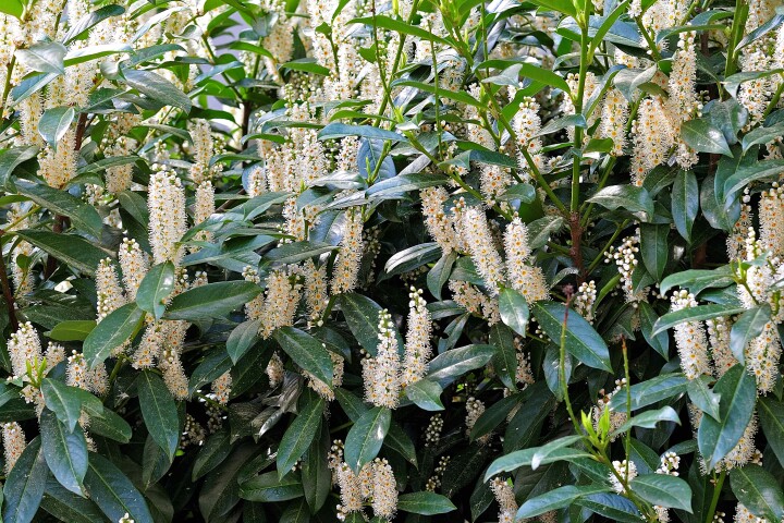 Laurier-cerise