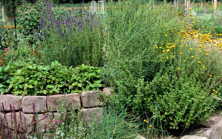 Kräutergarten anlegen Anbau und Pflege
