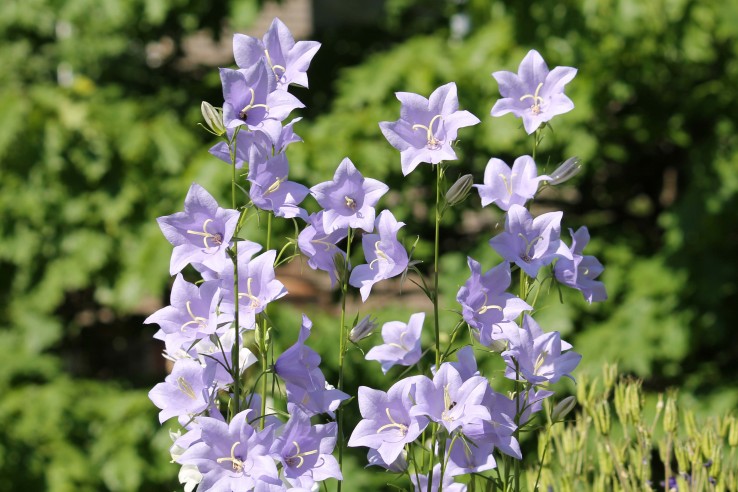 pfirsichblaettrige glockenblume myky