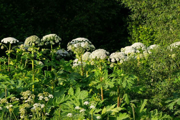 Herbe à ours géante