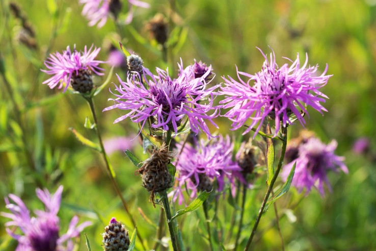 skabionsflockenblume myky