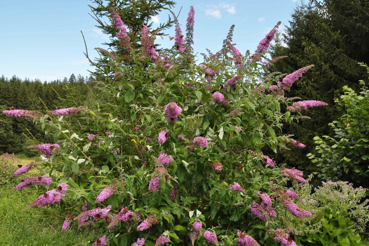 Buddleia