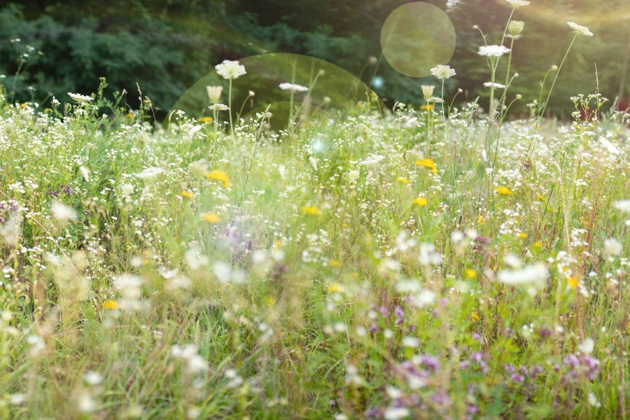 Wildblumenwiese anlegen im Garten So geht’s