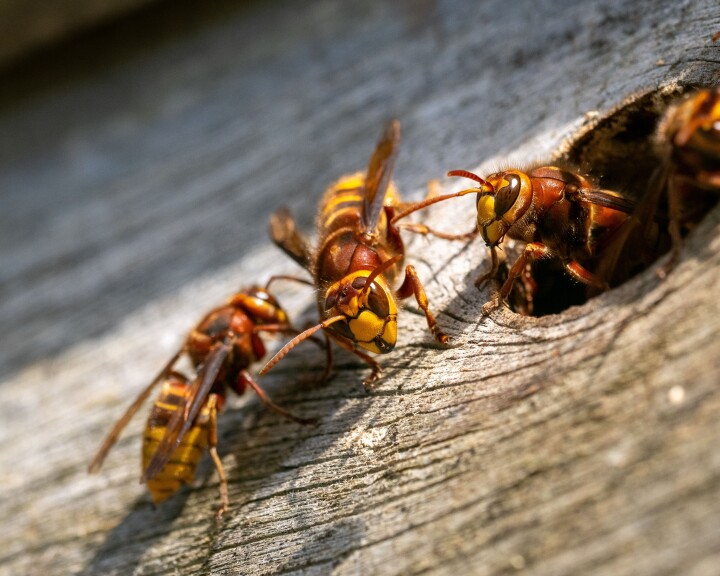 Europäische Hornisse (Vespa crabro)