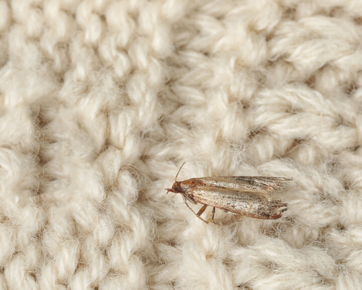 Kleider motte (Tineola bisselliella)
