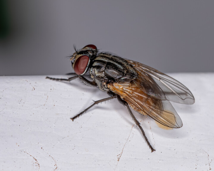 Stubenfliege