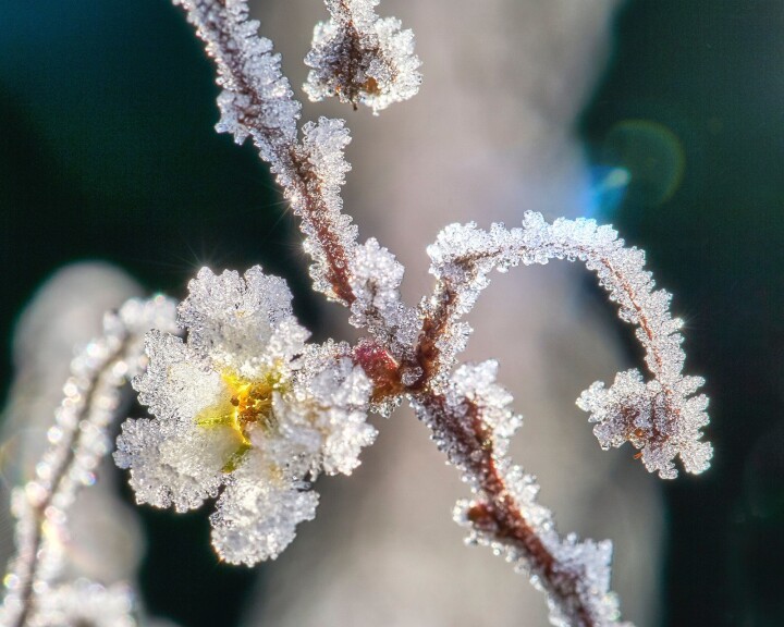 frost wetteralarm
