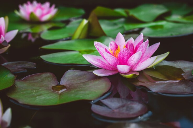 Le nénuphar – le roi des bassins de jardin