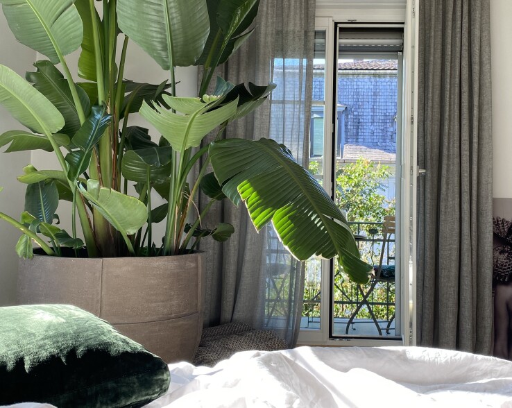 Salon avec des rideaux en lin tombant jusqu'au sol et de grandes plantes d'intérieur.