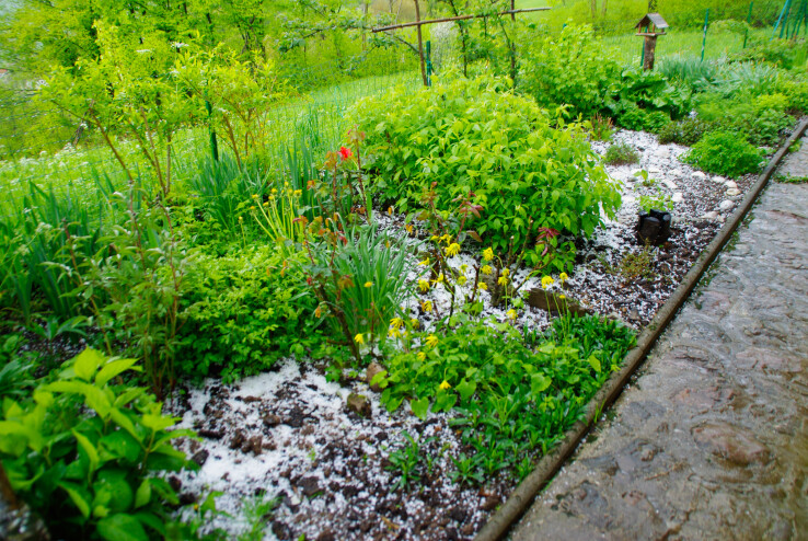 dégâts de grêle dans le jardin