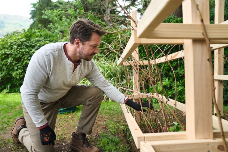 Un homme inspecte la plate-bande de baies bien entretenue, avec son treillis en bois, dans le jardin après les travaux d'entretien d'automne