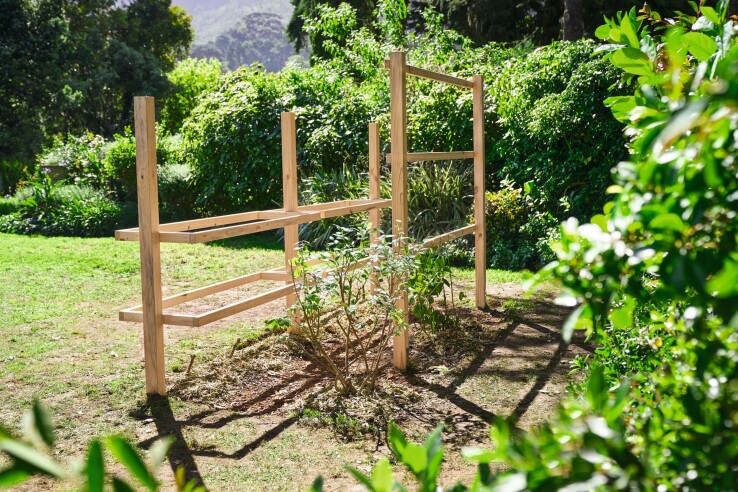Les arbustes à baies du jardin, sur un treillis en bois, avant l'entretien d'automne