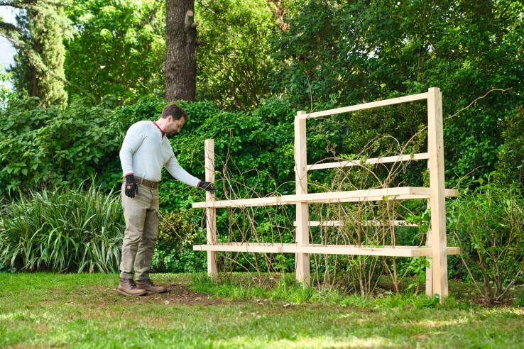 Le jardinier vérifie les treillis en bois des arbustes à baies avant l'hiver