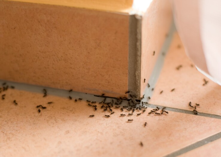 Nous vous proposons 8 conseils pour lutter efficacement contre les fourmis.