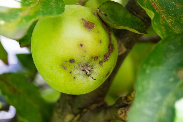 Pomme présentant des traces de morsures caractéristiques des larves de l’hoplocampe du pommier.