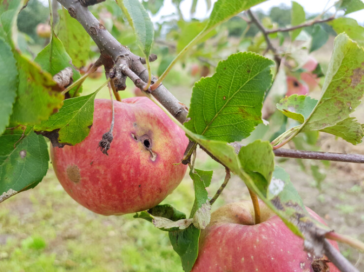 La chenille du carpocapse endommage une pomme sur un pommier.