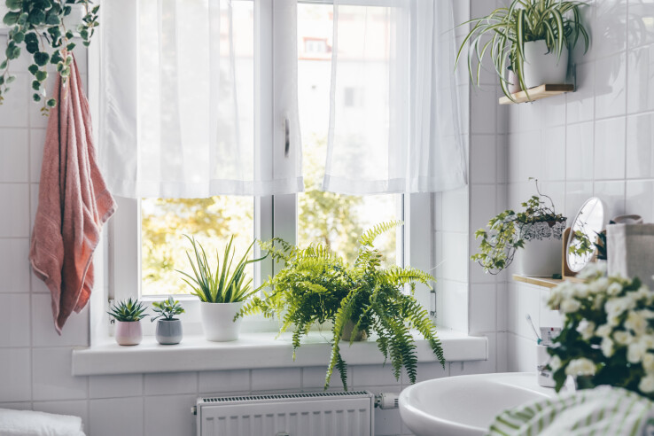 Embellir votre salle de bains : les plantes