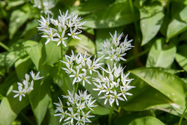 L'ail des ours en fleur