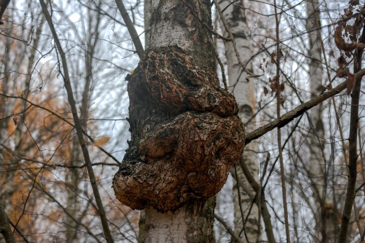 Tronc d'un arbre fruitier atteint d'un chancre avec des excroissances caractéristiques en forme de nodules sur l'écorce.