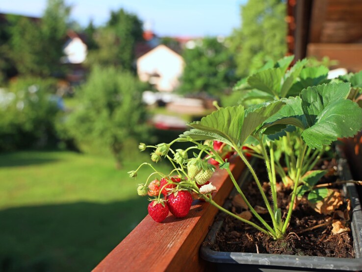 Des fraises mûres sur un plant, sur un balcon avec un jardin en arrière-plan.