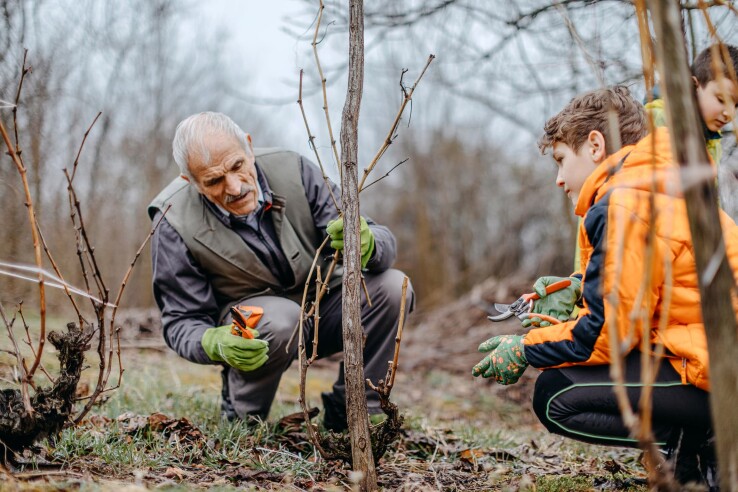 Un homme taille des arbustes à baies dans le jardin avec un enfant, pour entretenir les plantes et favoriser une récolte abondante.