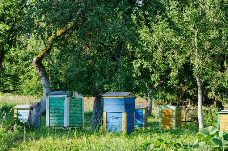 Des ruches dans un jardin pour l'apiculture de loisir.