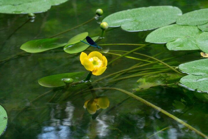 Réaliser soi-même un biotope : nénuphar jaune
