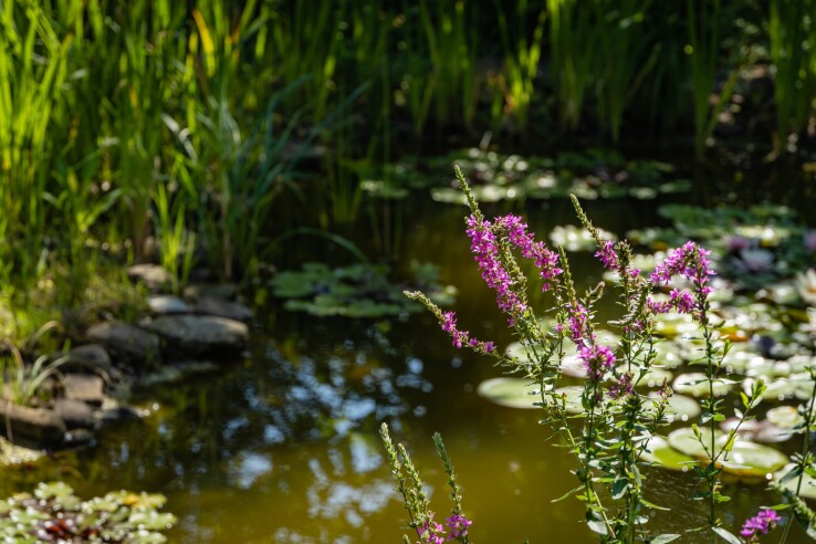 Un biotope proche de la nature, avec un étang de jardin, des nénuphars et des plantes aquatiques en fleurs, servant d'habitat aux animaux du jardin.