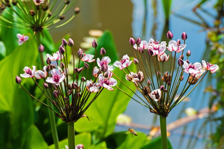 Réaliser soi-même un biotope : butome à ombelle