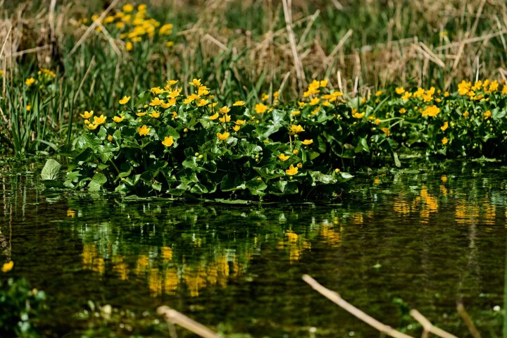 Réaliser soi-même un biotope : populage des marais