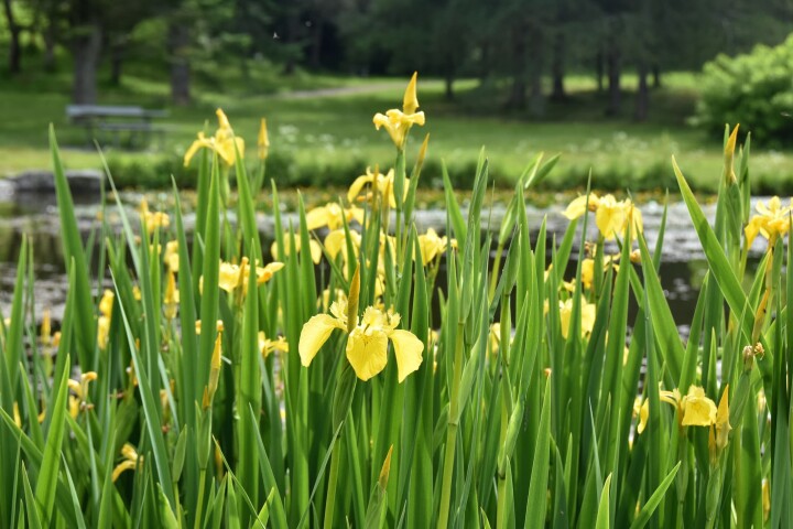 Réaliser soi-même un biotope : lis jaune