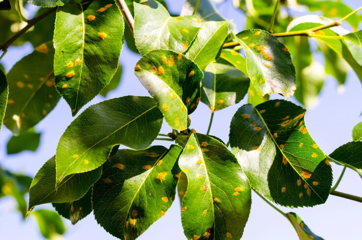 Poirier avec des taches orange sur les feuilles à cause de la rouille du poirier