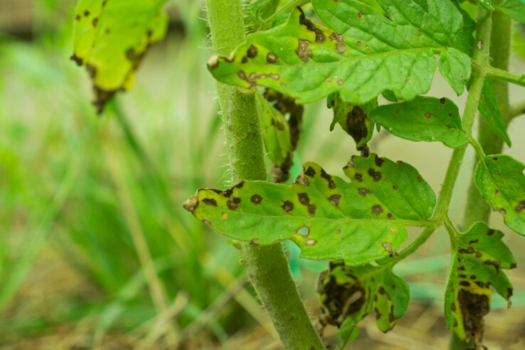 Les taches rondes ou allongées, jaunes, brun foncé ou noires, sont un signe de maladie des taches foliaires. 