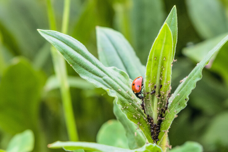 Une coccinelle, ennemi naturel des pucerons, sur une plante de jardin