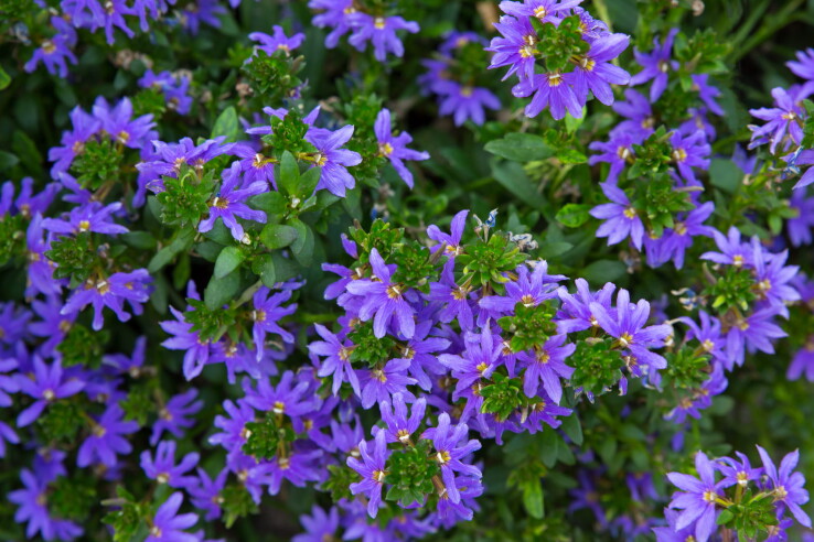 Blaue Fächerblume mit zahlreichen violett-blauen Blüten an dichtem Blattwerk