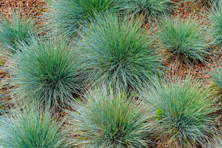 Blauschwingel (Festuca) mit blaugrünen Horsten als filigranes Ziergras.