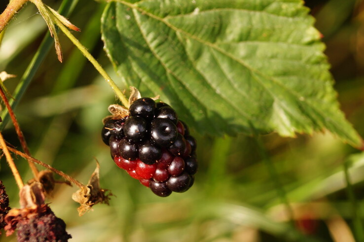 En cas d’infestation par l’ériophyide des ronces, les fruits de la plante à baies mûrissent de manière hétérogène. 