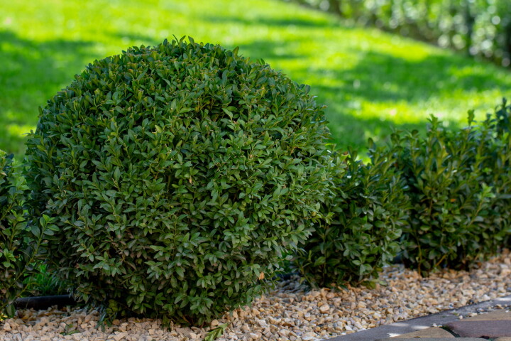 Un buis (Buxus sempervirens) taillé en boule dans un jardin.