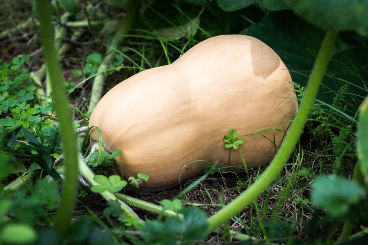 Courge Early Butternut