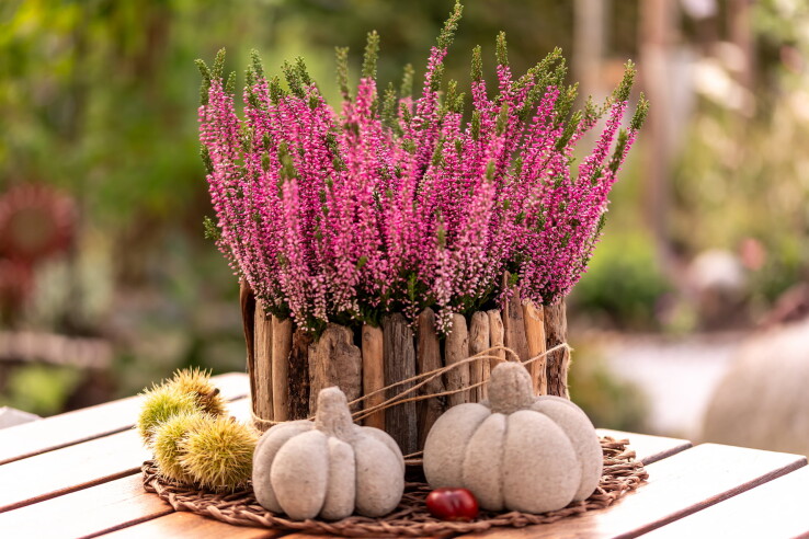 Herbstdeko mit Besenheide gestalten