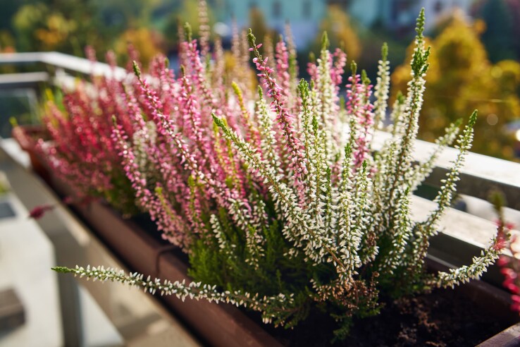 Blühende Calluna in herbstlichen Farben als Dekoration für Balkon, Terrasse und Garten.