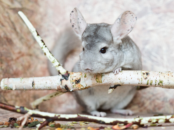 Les chinchillas sont des animaux de compagnie très appréciés