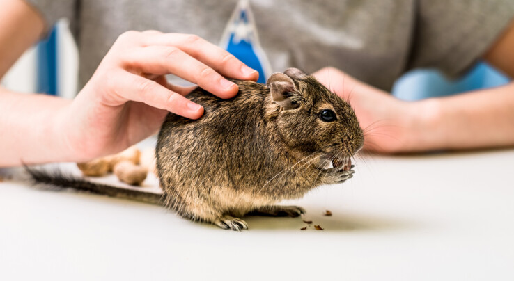 Un dègue se fait caresser doucement par quelqu'un et mange sur une table