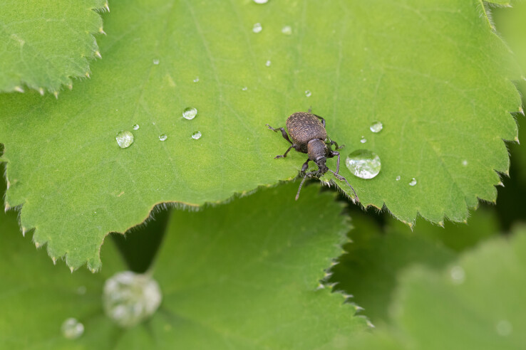 Un charançon sur une feuille verte dans le jardin – un charançon typique, nuisible pour les plantes.